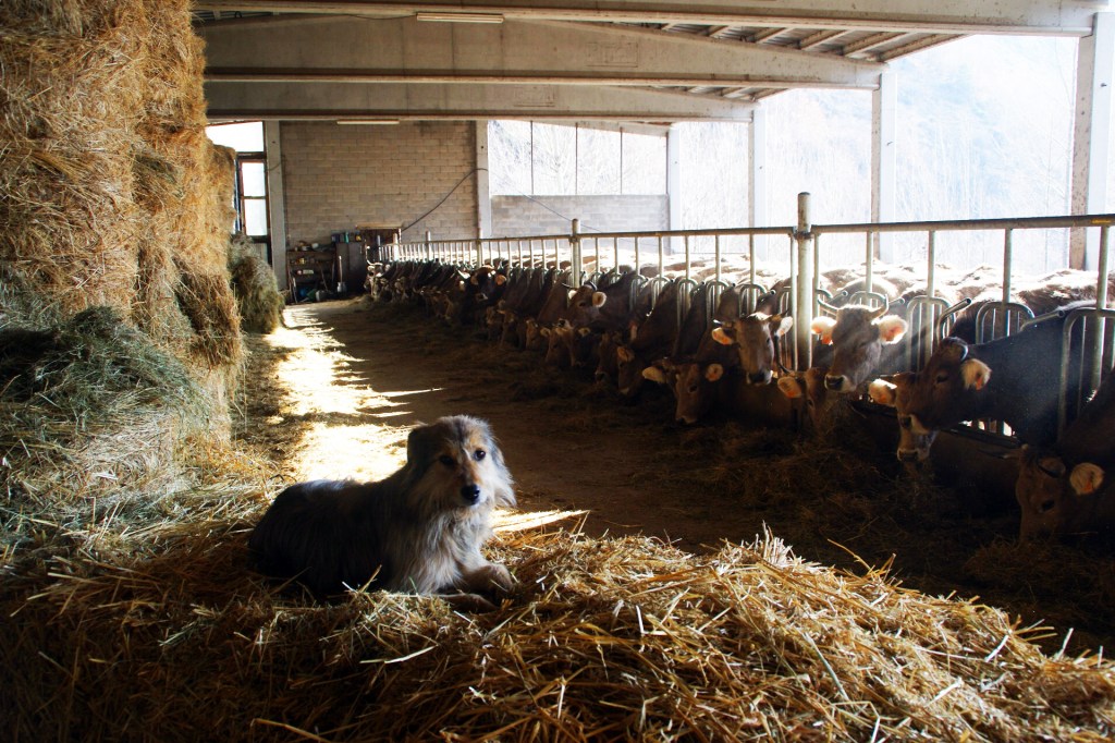 Semester i Pyrenéerna, dag&nbsp;tre