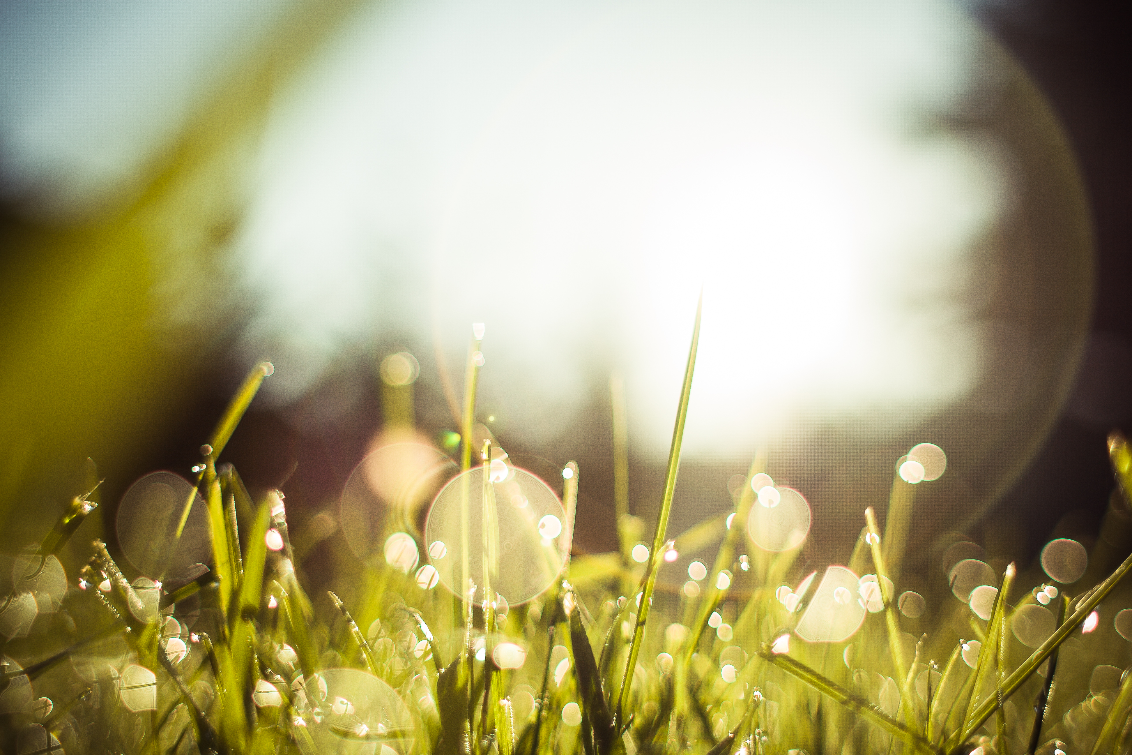 morning-dew-grass-picjumbo-com