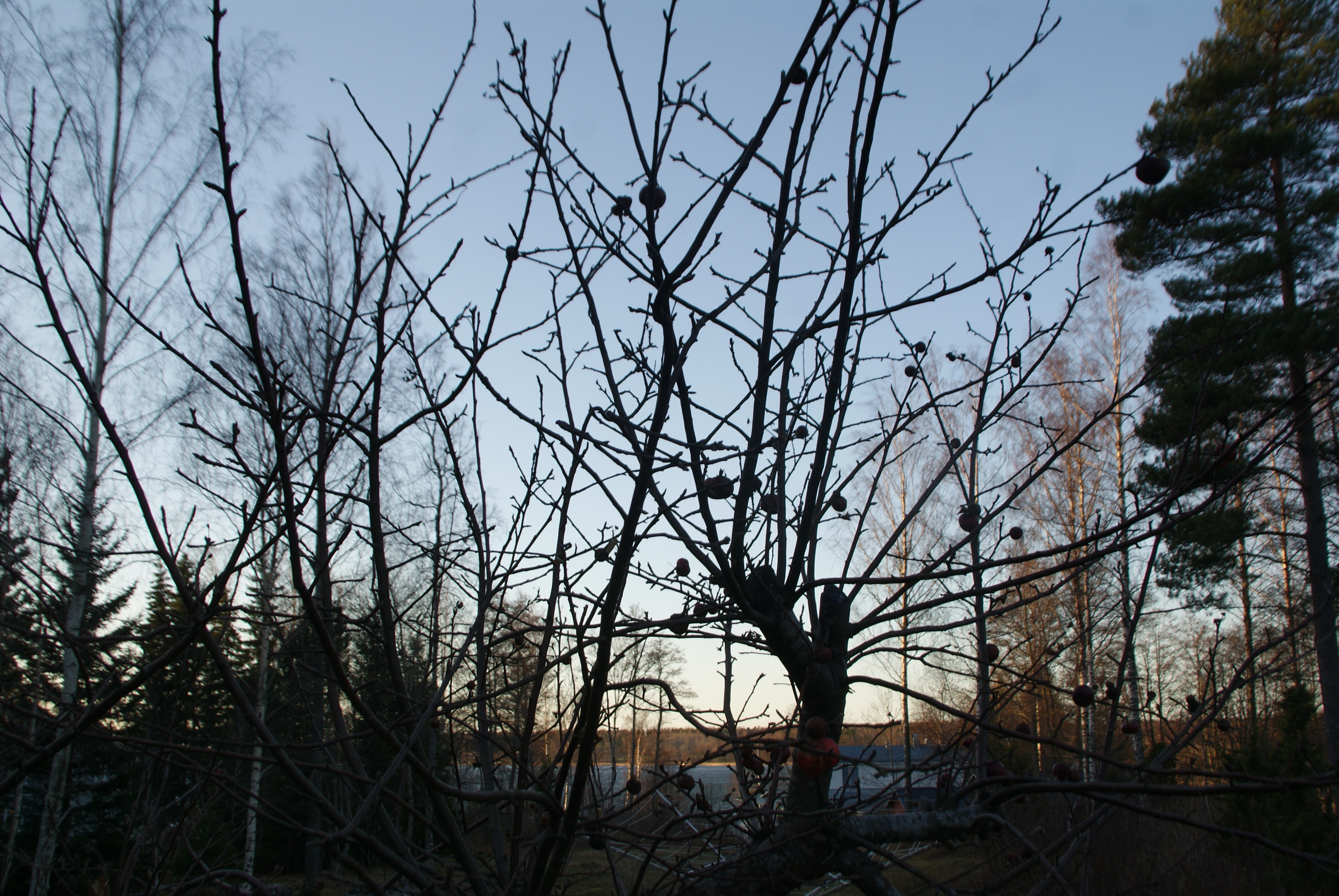 SONY DSC