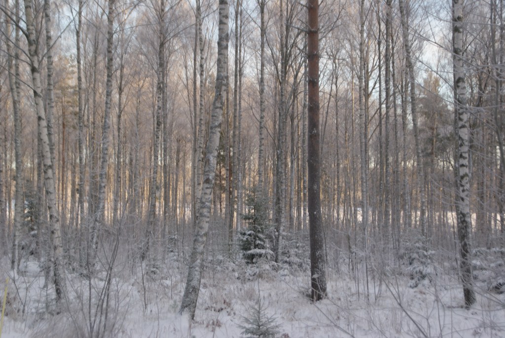 Vita, vackra vintervärld