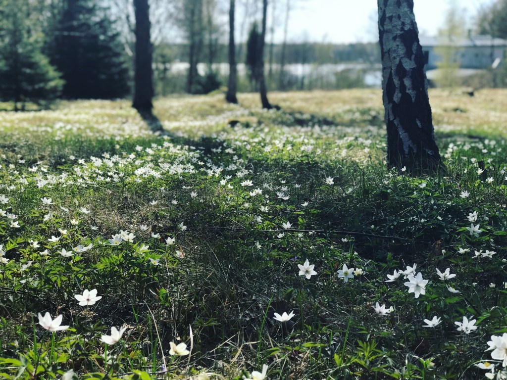 Sommar, feber och&nbsp;vitsippshav